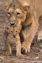 Mom backing him up - Lions in Gir, Gujarat