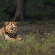 Asiatic Lion in Gir habitat