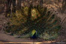 Effect of sunlight on Peacock's feathers
