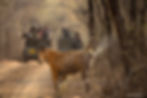 Tiger Territory-marking in Ranthambhore