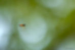 The Bee in mid-air - Manual Focus