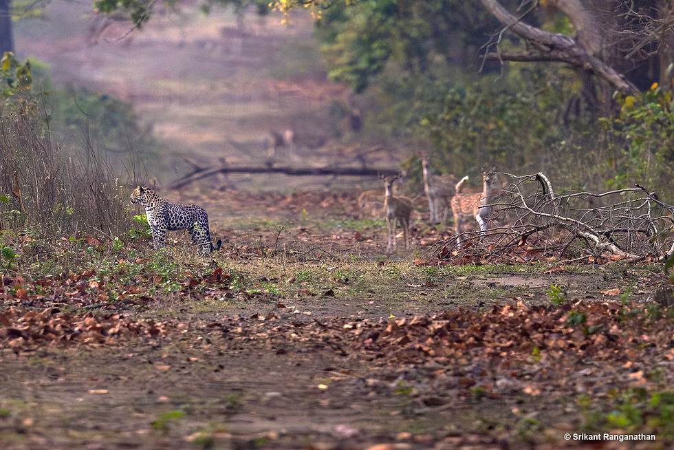Leopard and Deers - Prey and Predator not interested in each other