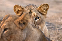 A lioness eyeing me...