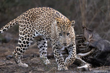 Leopard with Nilgai Kill