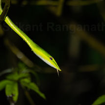 Green Vine Snake
