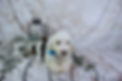teal-millie-12-21-6wks_orig.jpeg