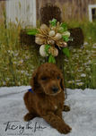 blue-collar-male-truffles-6wk-3-20_orig.jpeg