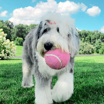 Magnificent Poodles, Sheepadoodles, Goldendoodles, and Bernedoodles Puppies