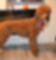 Truffles - Female | TLC by the Lake