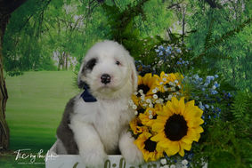 Sheepadoodle Puppies