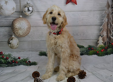 Henry - Mini Male