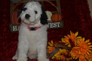 Sheepadoodle Puppies