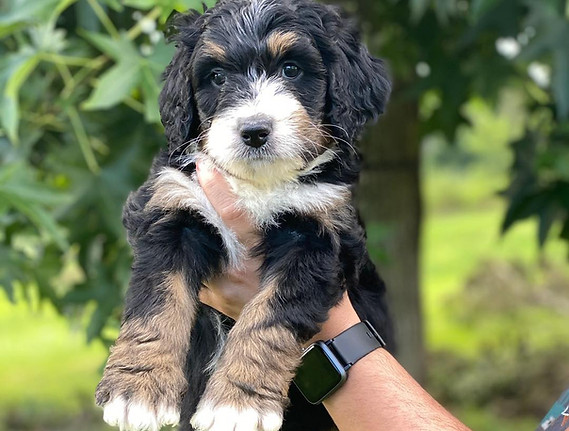 Magnificent Poodles, Sheepadoodles, Goldendoodles, and Bernedoodles Puppies