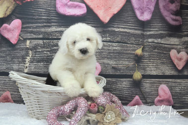 Sheepadoodle Puppies