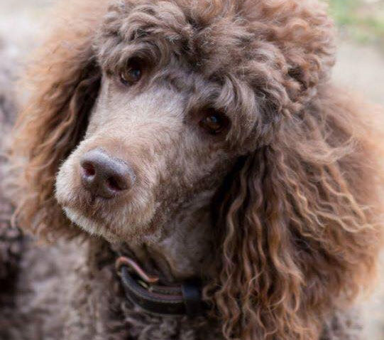 Poodle Breed Info | TLC by the Lake | Poodle and Doodle Breeder