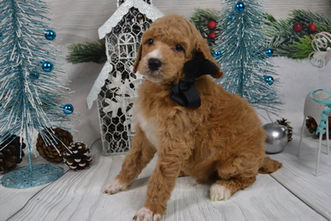 black-truffles-6wks-11-20_orig.jpeg