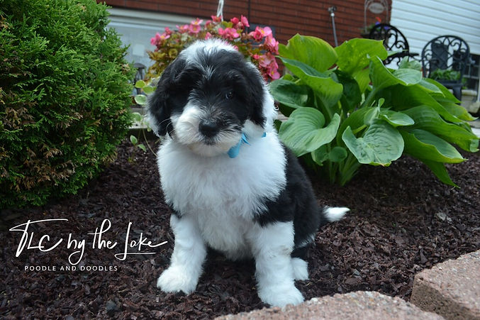 teal-millie-4-21-6wks-1_orig.jpeg