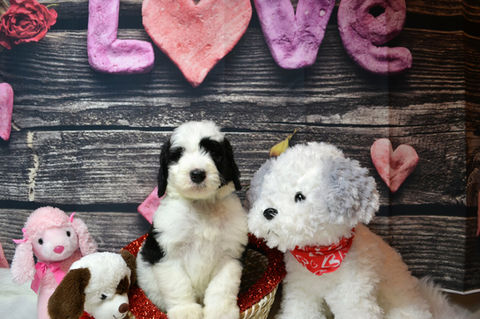 Sheepadoodle Puppies