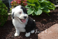 Sheepadoodle Puppies