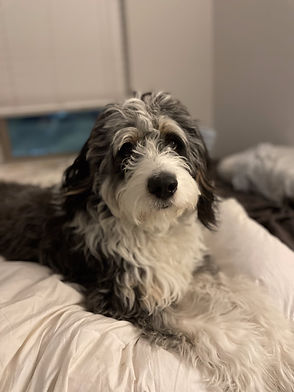 Stella