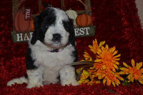 Sheepadoodle Puppies