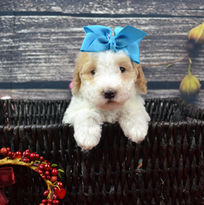 6-wk-teal-rieley-2-8-21_orig.jpeg