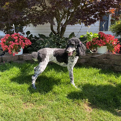 Elsa Mae - Female