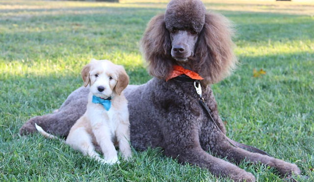 Poodle Breed Info | TLC by the Lake | Poodle and Doodle Breeder