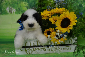 Sheepadoodle Puppies