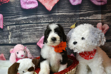 Sheepadoodle Puppies
