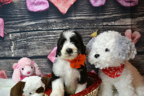 Sheepadoodle Puppies