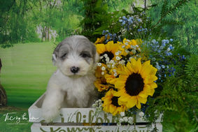 Sheepadoodle Puppies