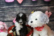 Sheepadoodle Puppies