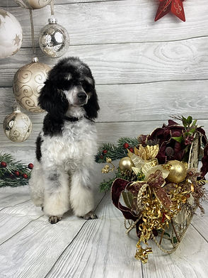 Baxter - Male