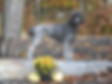 Primrose - Female | TLC by the Lake