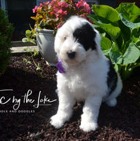 Sheepadoodle Puppies
