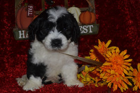Sheepadoodle Puppies