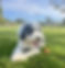 Magnificent Poodles, Sheepadoodles, Goldendoodles, and Bernedoodles Puppies