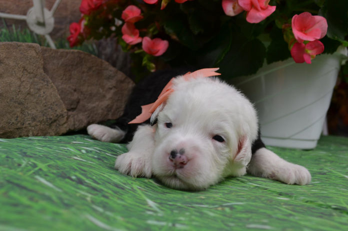 peach-poppy-6-21-2wks_orig.jpeg