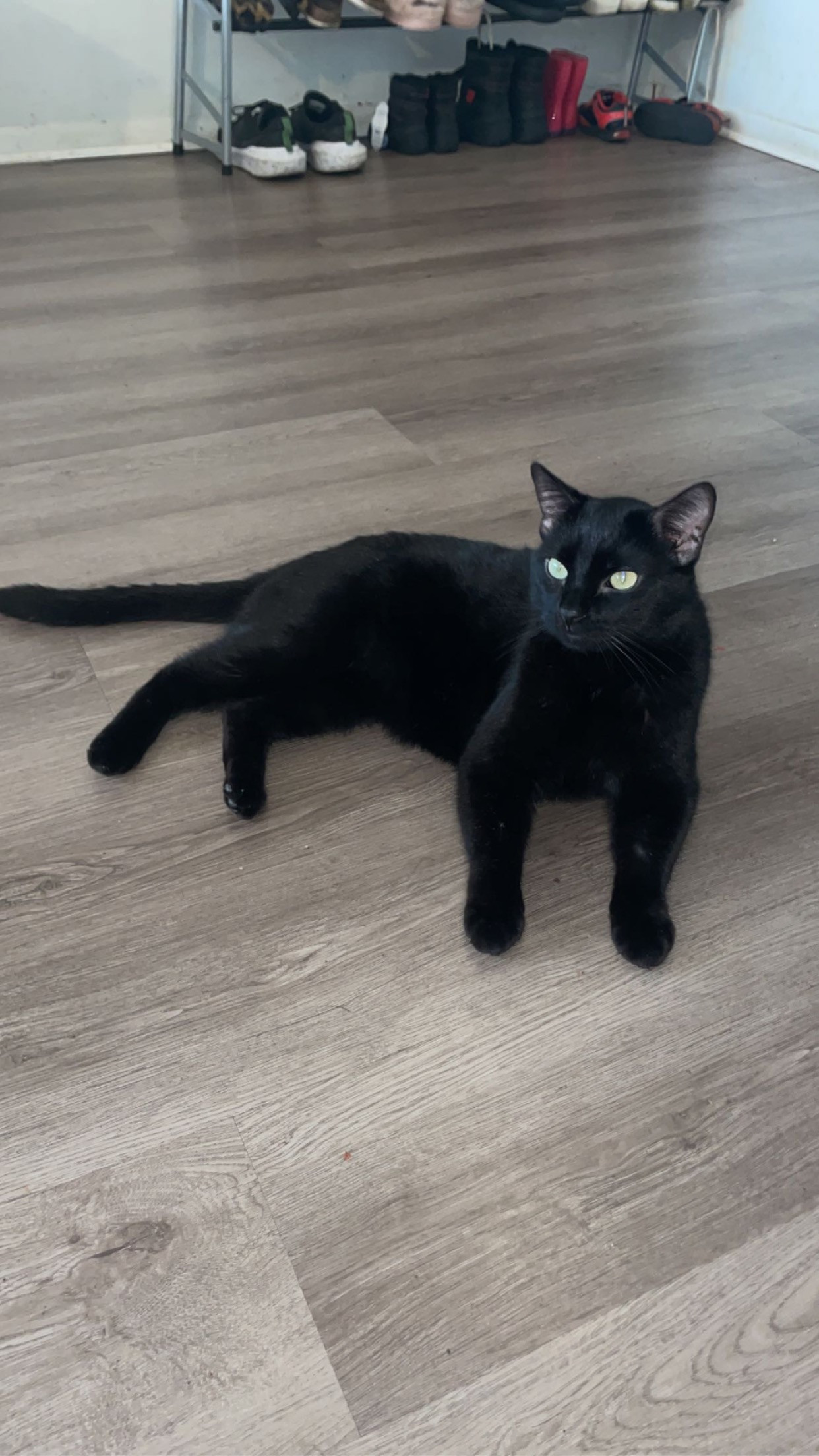 Lost, Cat, Des Moines , Pet ID34680