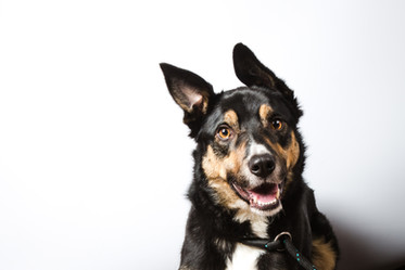 Pet Portrait Photography-51.jpg
