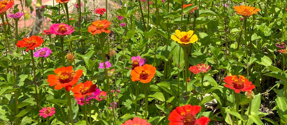 Vallarta Botanical Garden