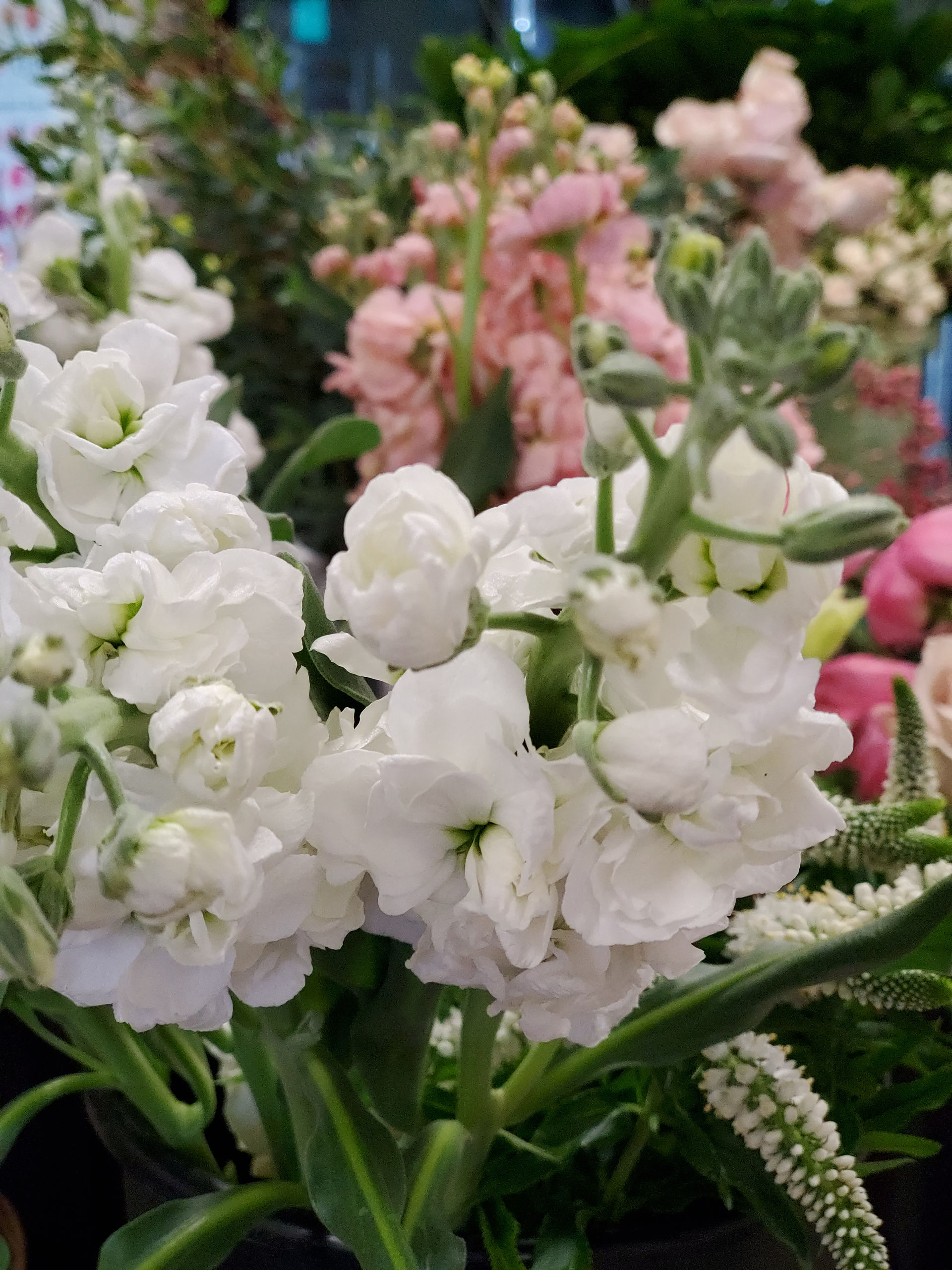 White and pink stock flower