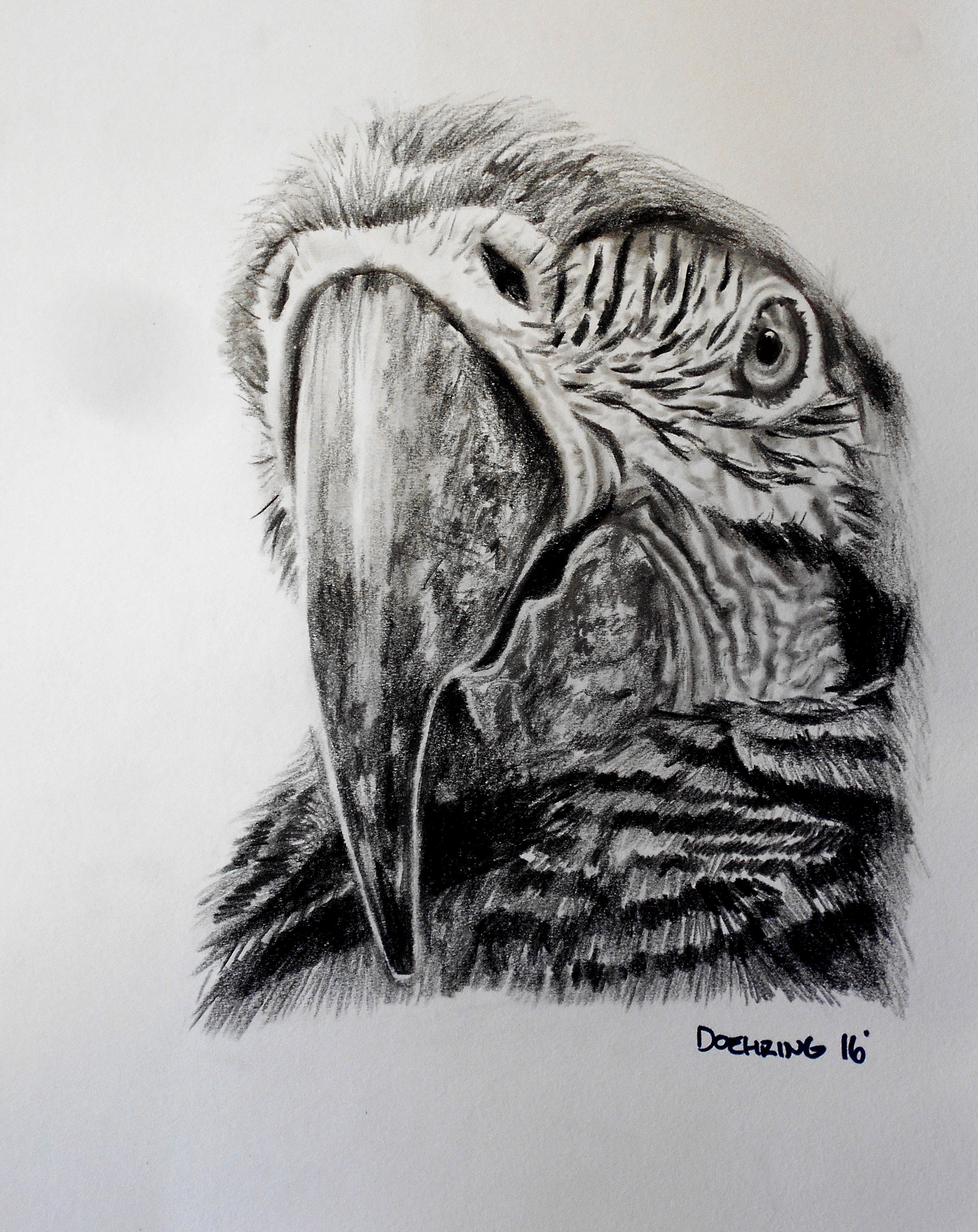 Macaw