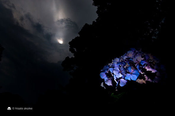 月と紫陽花