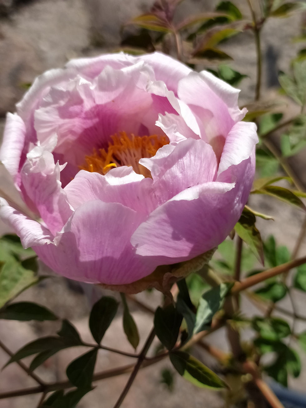 Miniatiūra: Medėjantis bijūnas (suffruticosa) "Anna Mary"
