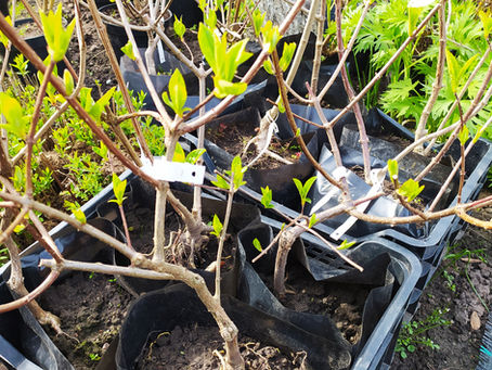 Hortenzijų rūšys- ką rinktis?