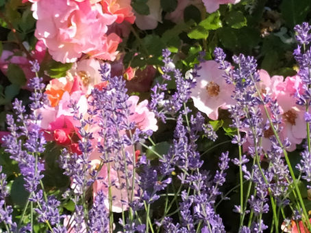 Levandos: kvapni vasaros šventė ir rudens pažadas