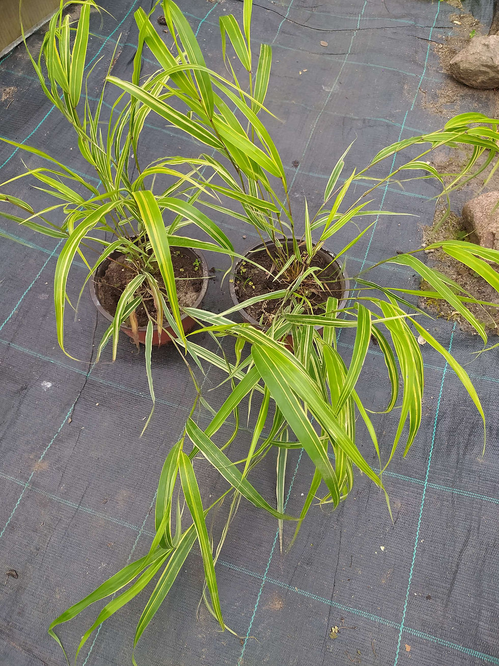 Miniatiūra: hakonė-didžioji-hakonechloa-macra