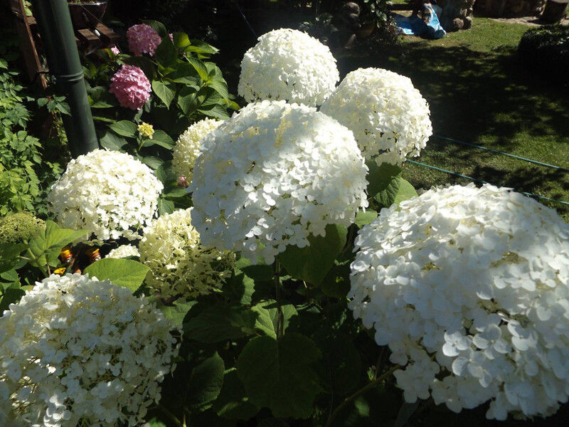 Šviesialapė hortenzija "Incrediball"